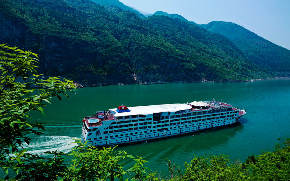 黃(huáng)金(jīn)1号